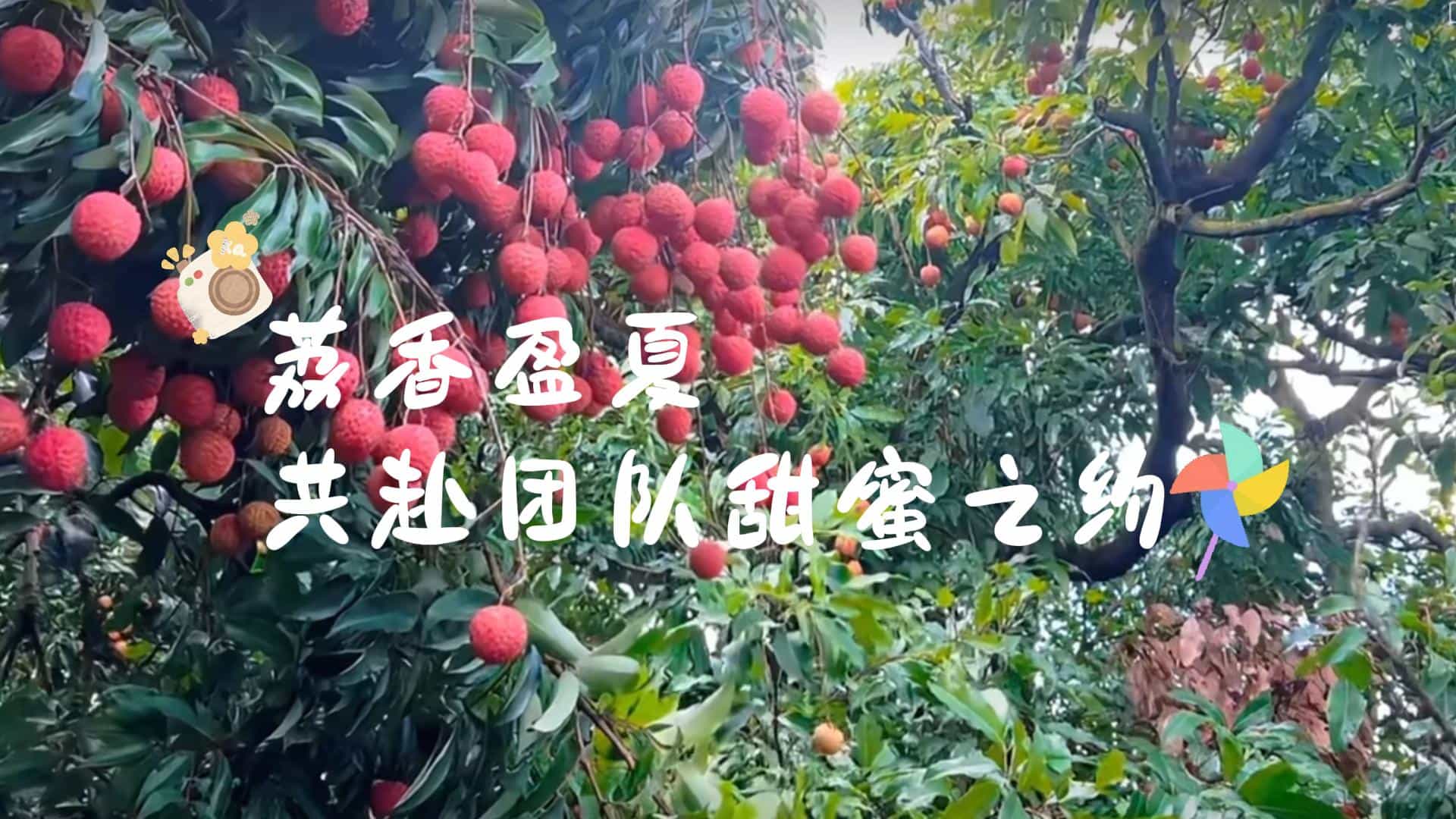荔香盈夏，共赴一场团队的甜蜜之约